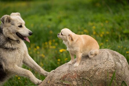 small beige chihuahua dog sitting on a stoneの写真素材