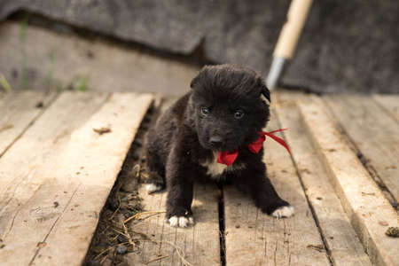 small black puppy with a red bowの写真素材
