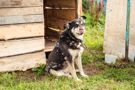 black and white big dog sitting on a leash