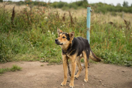 black and red dog on a leashの写真素材