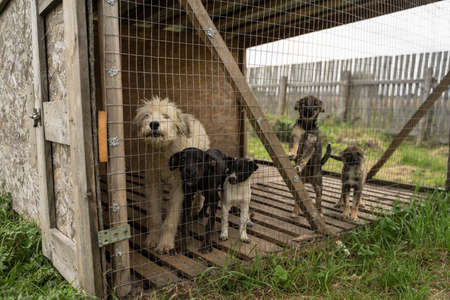 homeless dogs sitting in a cage
