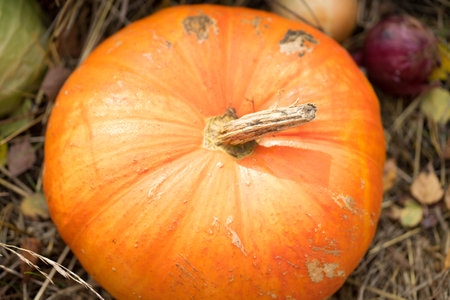 large orange pumpkin with a tailの写真素材