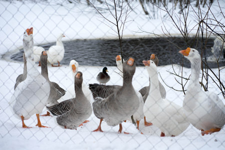 geese behind an iron fence in winterの写真素材
