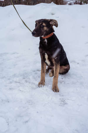 tricolor dog with a leash sits on the snowの写真素材