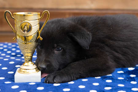 little black puppy on the tableの写真素材