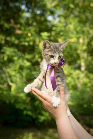 gray - white stray kitten with a bowの写真素材