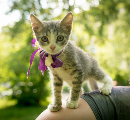 gray - white stray kitten with a bowの写真素材