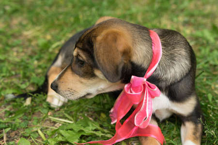 homeless tricolor dog with a bowの写真素材