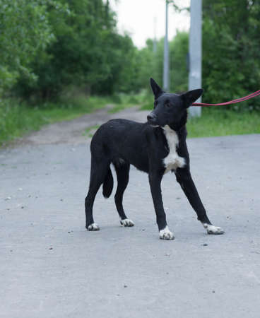 black and white dog on a leash in summerの写真素材