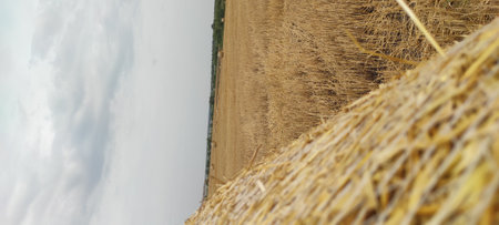 large golden field with haystacksの写真素材