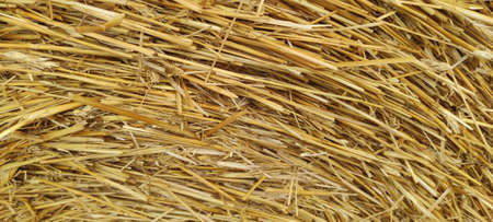 large golden field with haystacks