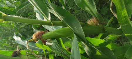 a large field of green corn