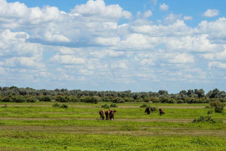 green meadow with grass against the skyの写真素材