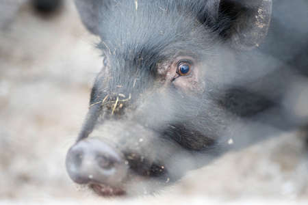 black pig sitting behind barsの写真素材