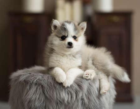 Husky puppy sits on a soft ottomanの写真素材