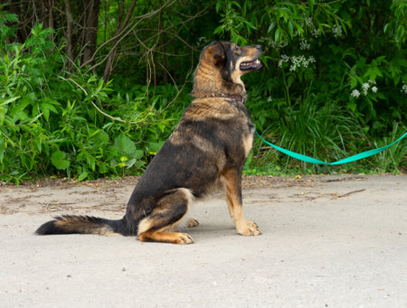 stray dog on a black leashの写真素材