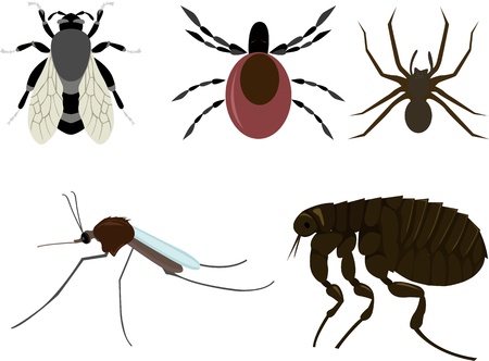 insectsのイラスト素材