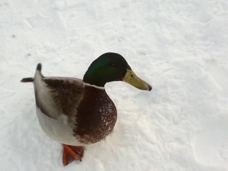 wild duckの写真素材
