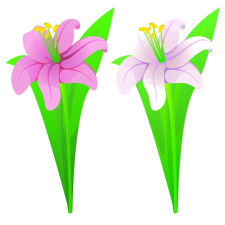 Lilies pink and whiteのイラスト素材