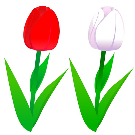 Tulips red and whiteのイラスト素材