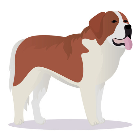 St Bernard dog vector illustrationのイラスト素材