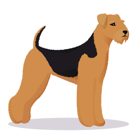 Airedale dogのイラスト素材