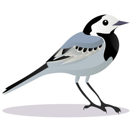 Wagtail birdのイラスト素材