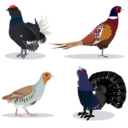 Set of game birds vector illustrationのイラスト素材