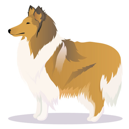 Collie dogのイラスト素材