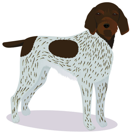 Drachhaar dog.のイラスト素材