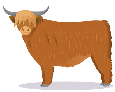 Highland cattle cowのイラスト素材