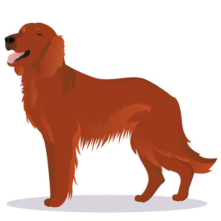 Irish red setter dogのイラスト素材