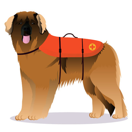 Leonberger lifesaver dogのイラスト素材