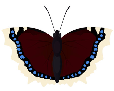 Butterfly morning cloakのイラスト素材