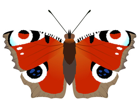 Butterfly peacock vectorのイラスト素材