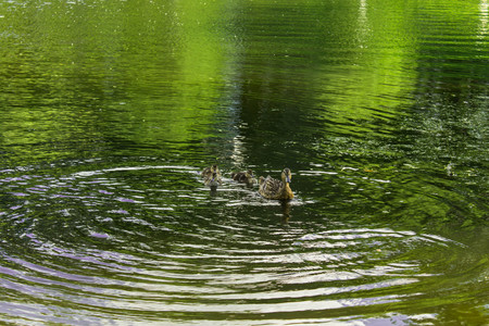 A wild duck swims along the pond with ducklings photoの写真素材