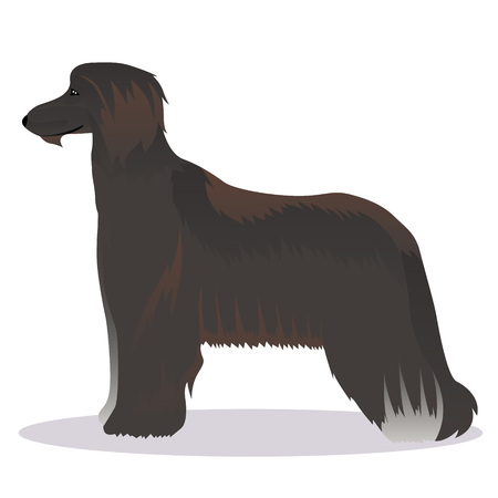 Afghan hound blackのイラスト素材