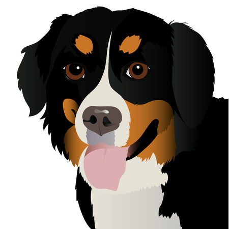 Bernese mountain dog close up vector illustrationのイラスト素材