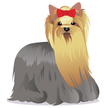 Yorkshire Terrier dogのイラスト素材