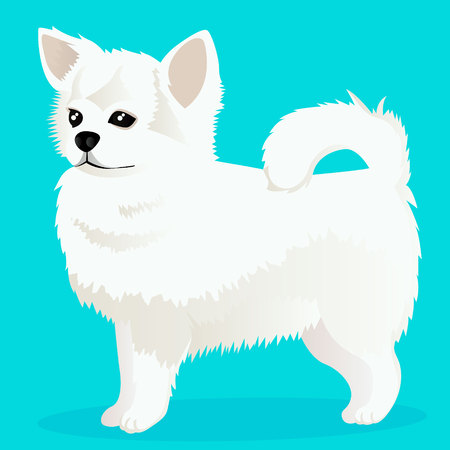 Chihuahua dog white vector illustrationのイラスト素材