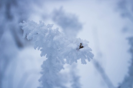 Branch in the frost close upの写真素材