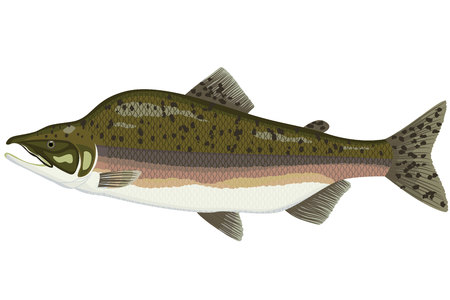 Illustration of a green and white salmon fish cartoonのイラスト素材