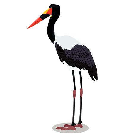 Saddle billed stork cartoon birdのイラスト素材