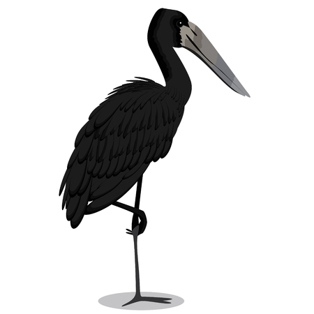 African openbill cartoon bird vector illustrationのイラスト素材
