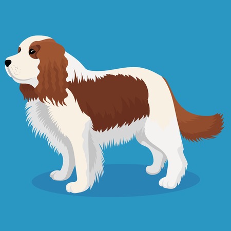 Cavalier king charles spaniel vector illustrationのイラスト素材