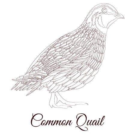 common quail bird coloringのイラスト素材