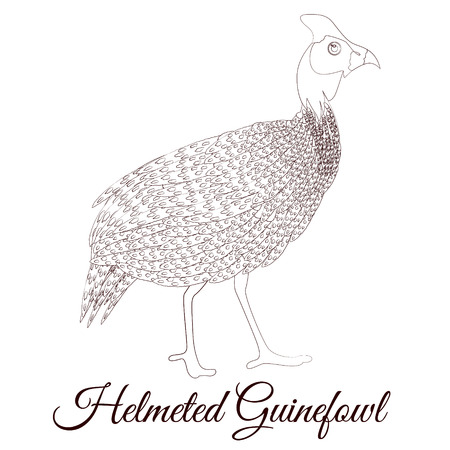 Helmeted guineafowl bird coloringのイラスト素材