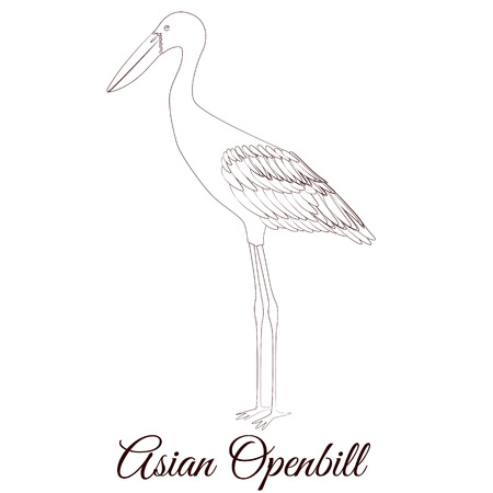 Asian openbill cartoon bird coloringのイラスト素材