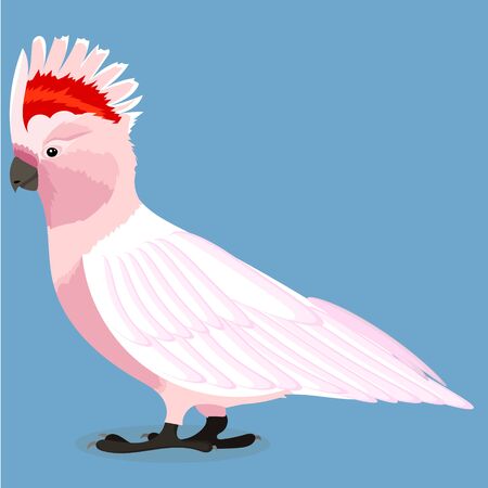 Major Mitchells cockatooのイラスト素材