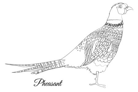 pheasant bird coloring. Vector outline imageのイラスト素材